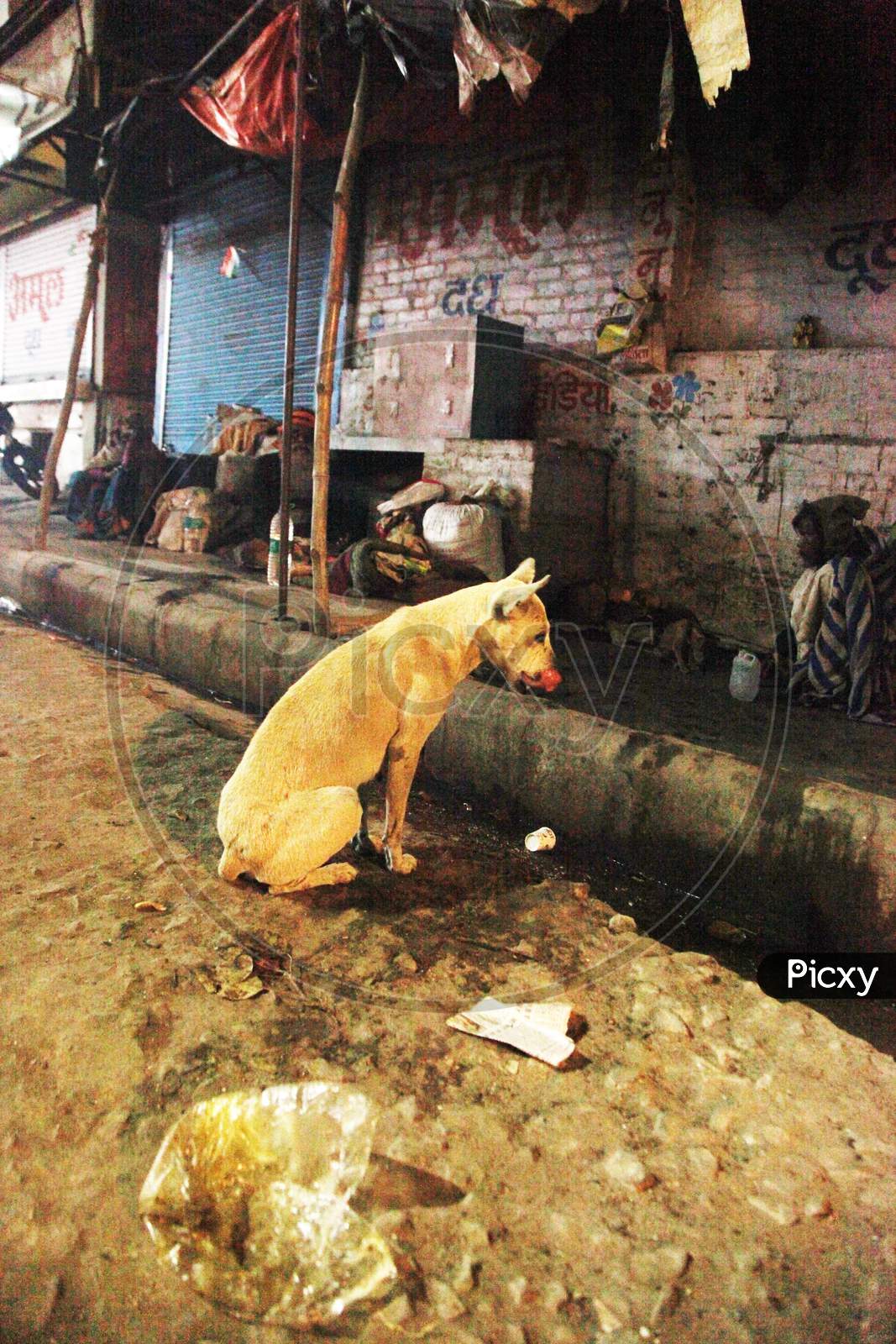A Dog in the streets of Varanasi