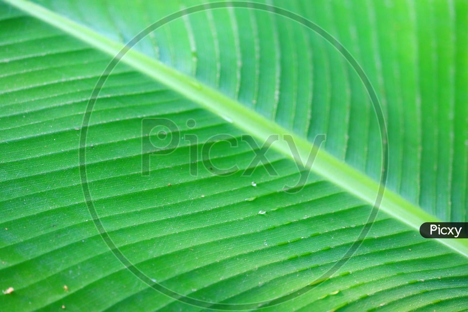 Green Leaf Banana Palm