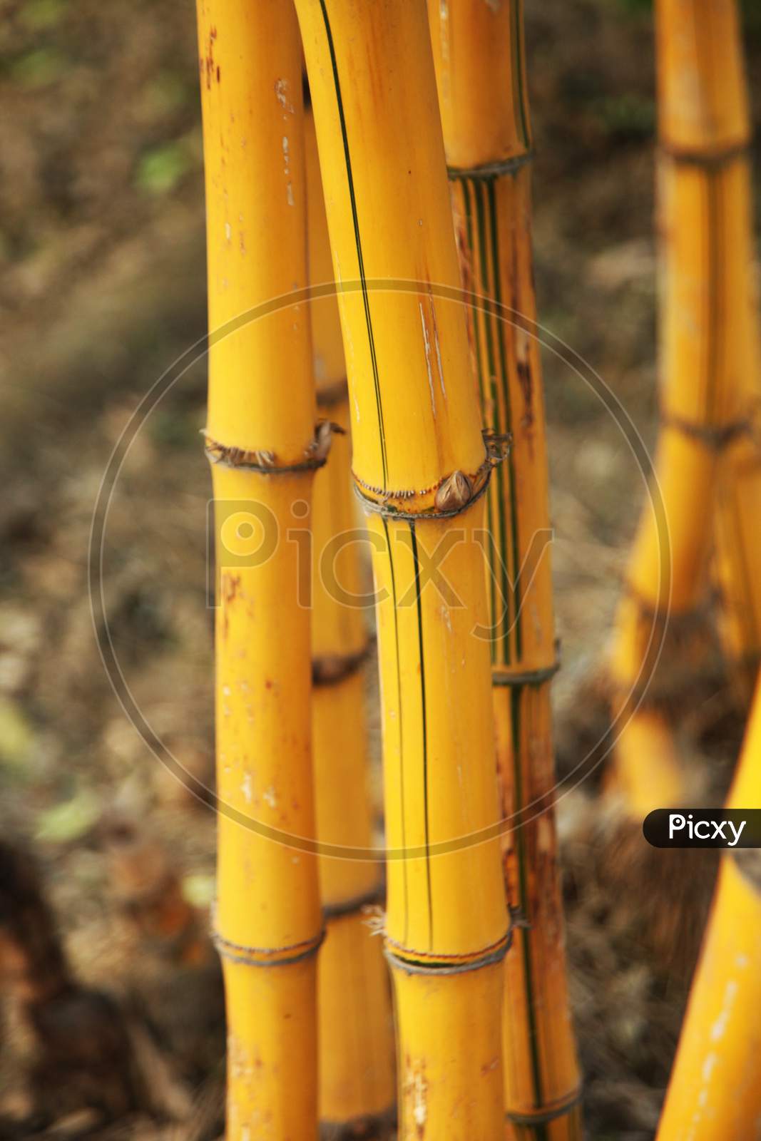 Close up shot of a bamboo tree