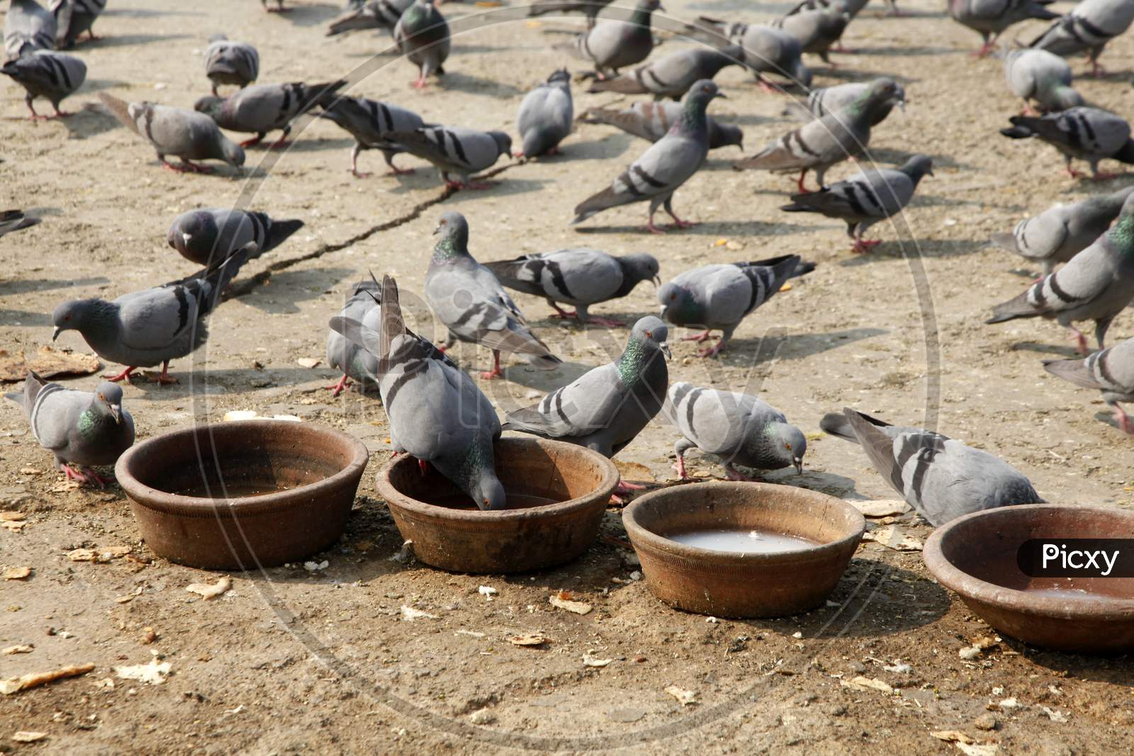 A Group of Pigeons on the Road