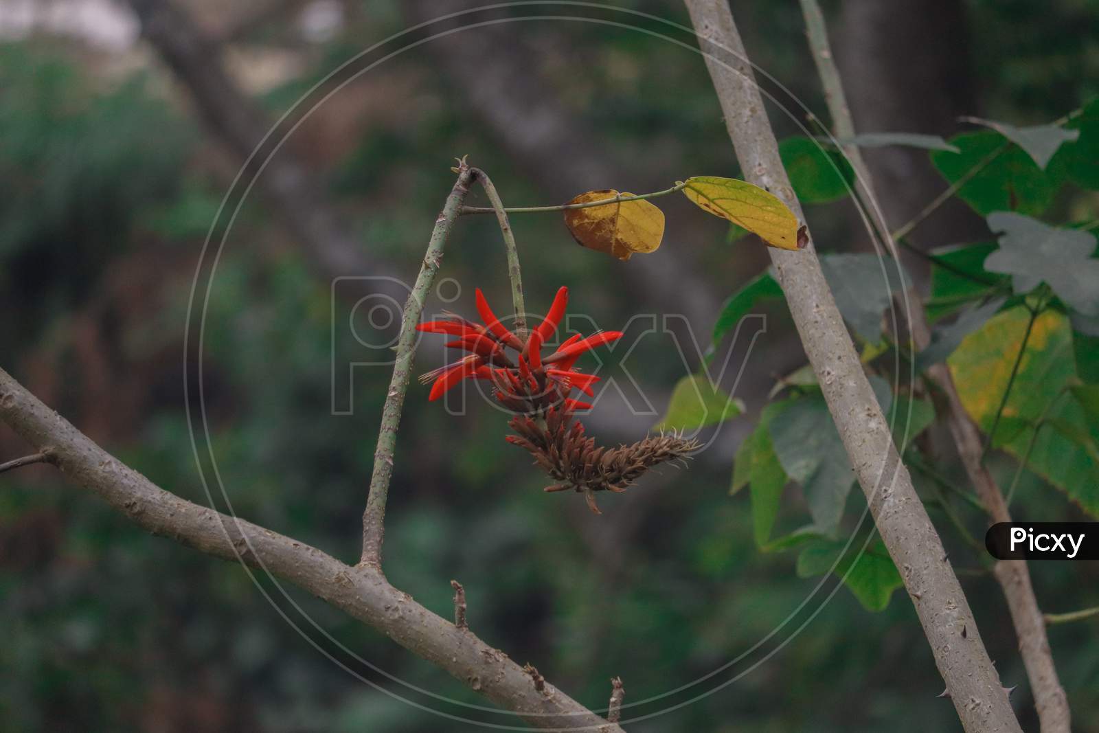 Red flower in Botanical Field. Background blur, located in Tamilnadu