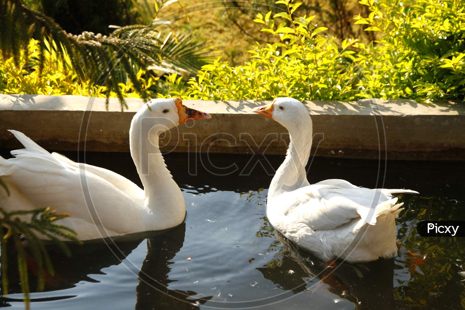 A couple of Ducks in a Water Pond