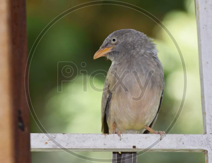 Side View Of Jungle Babbler Bird, Turdoides Striata Also Known As Seven Sisters Perching On Window Grill With Blurred Background. Bird From Ahmedabad, Gujarat In India.