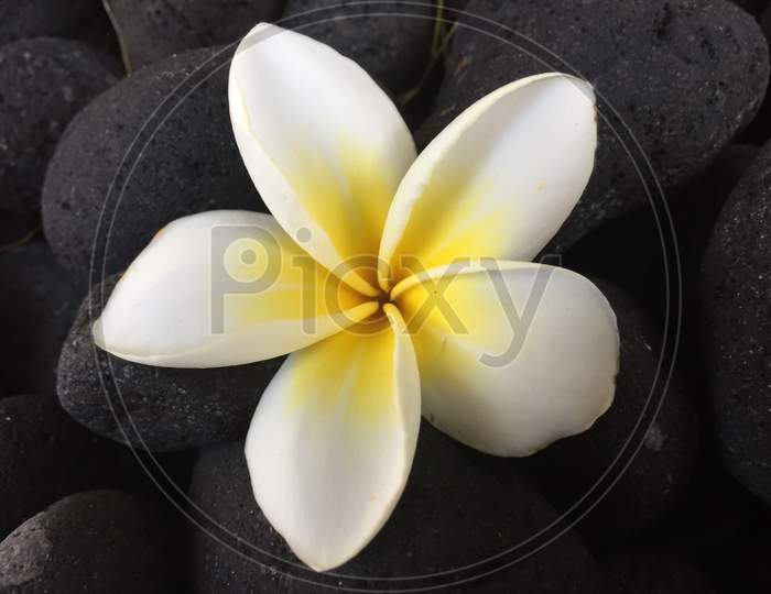 White Frangipani Flower On Black Blackground