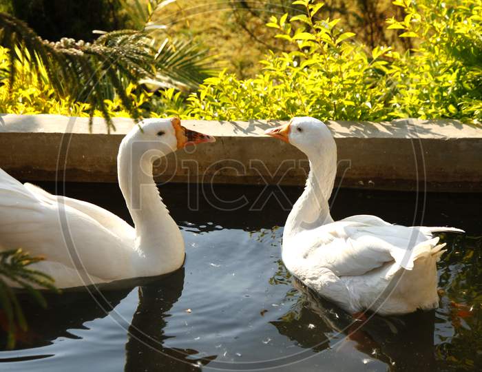 A couple of Ducks in a Water Pond