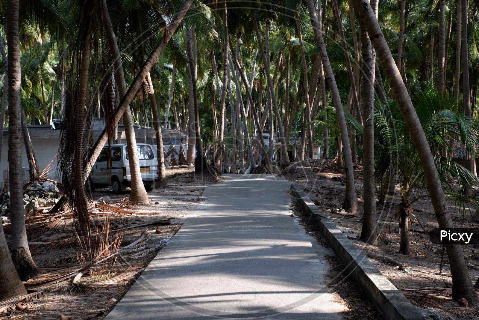 Beautiful  Lakshadweep island  beach , coconut tree farm  , nature holiday vacation