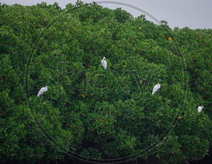Four white bird on sticky green tree