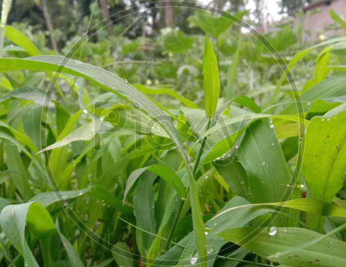 an awesome view of green and frrah grasses with some water droplets on it.