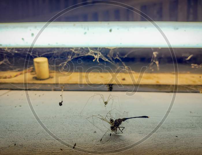 Grasshopper struck in the spider web, background yellow tubelight view