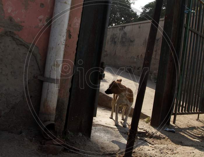 A Dog near an Entrance Gate