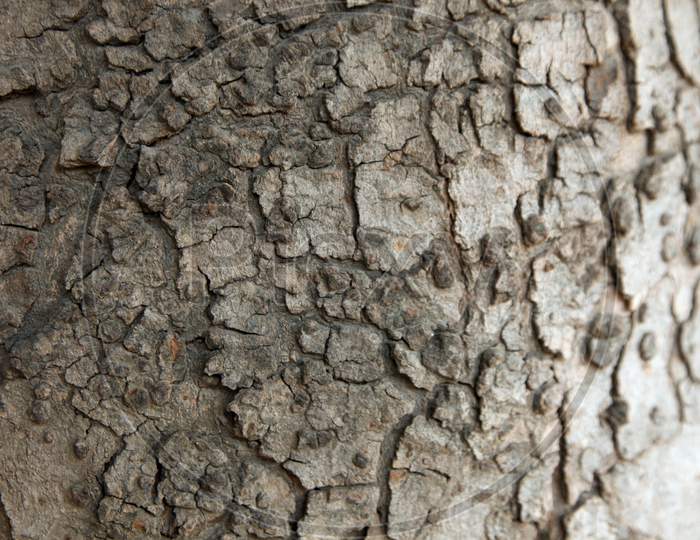 Close up shot of a Tree Stem