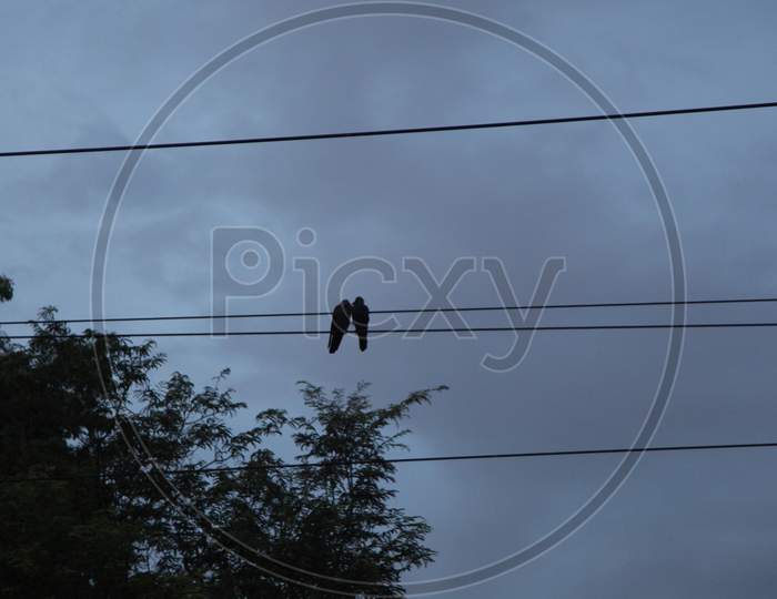 Crows on an Electric Wire