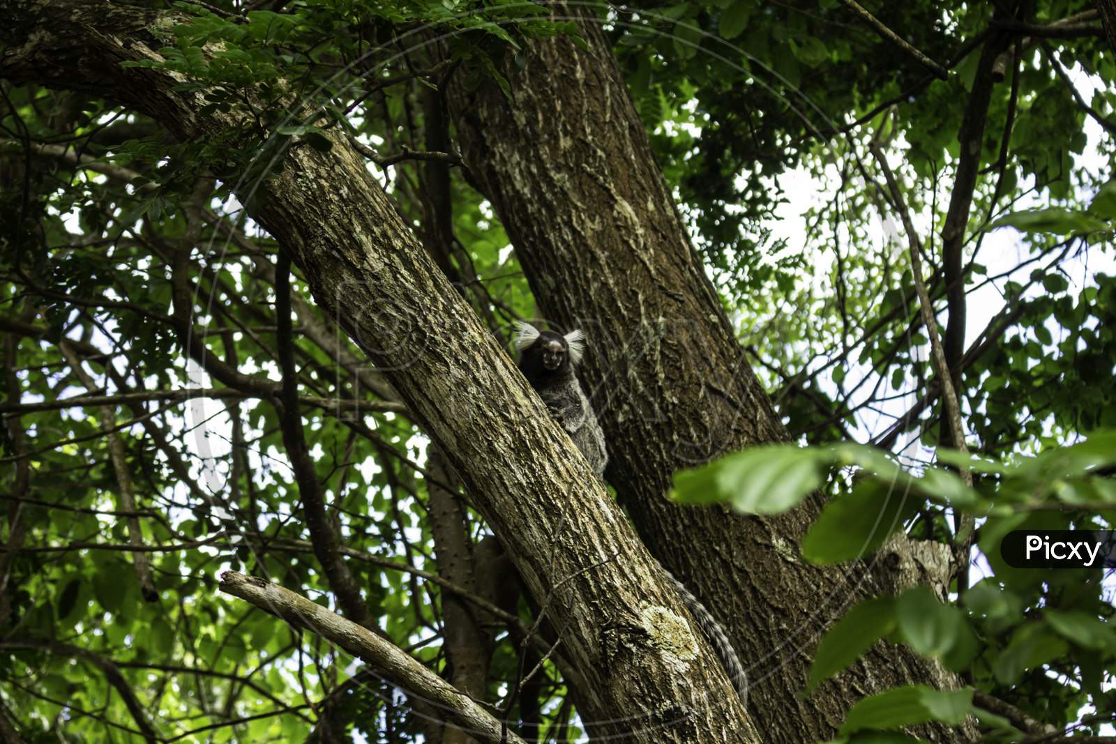 Little Monkey In A Tree. Wild Animal In Its Natural Habitat.