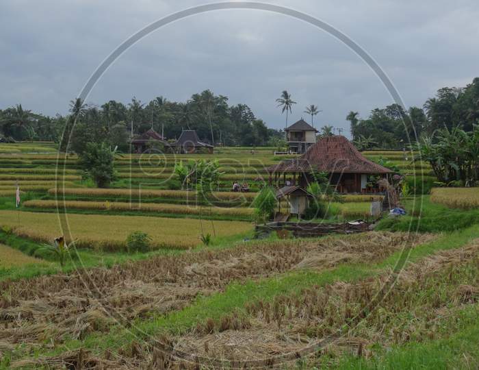 View Of Beautiful Rice Fields Before Harvesting