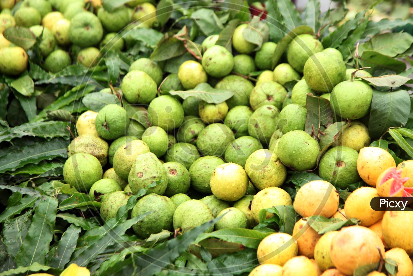 Selective Focus on Guava Fruits