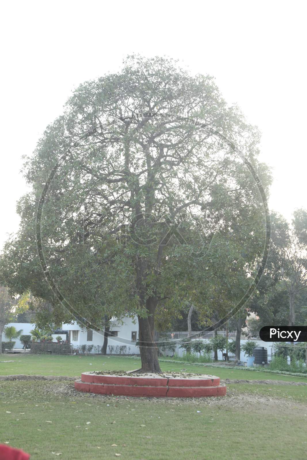 A Single Tree in a Park