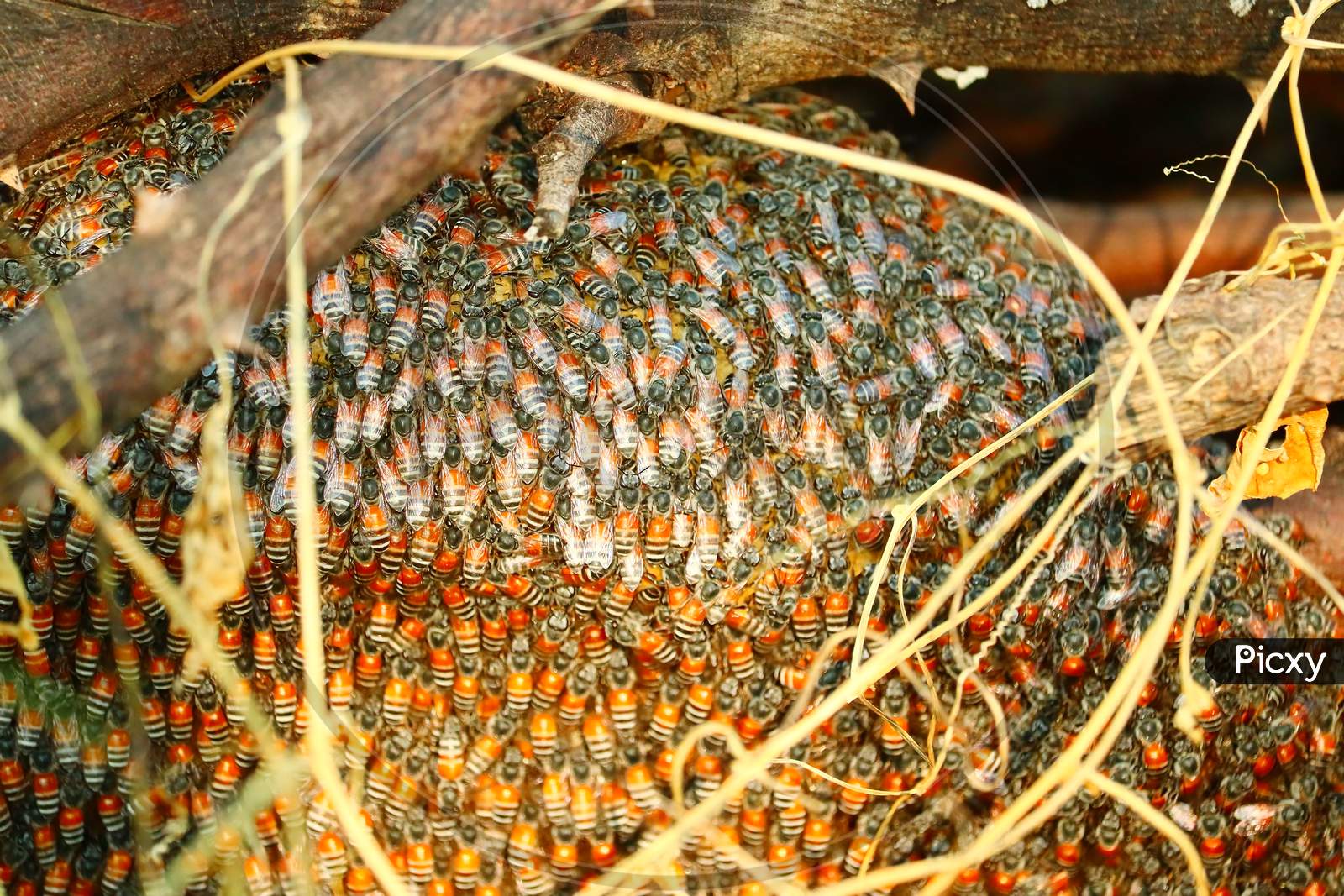 Bright Selective Focus Points Of Bees On Honeycomb