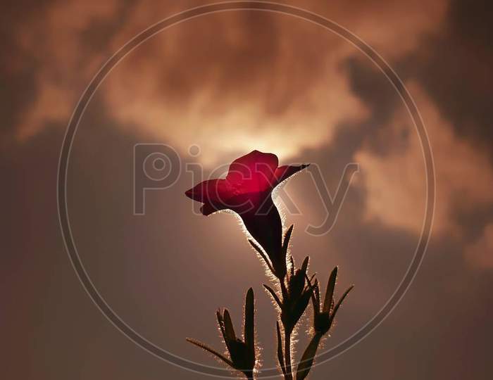 Beautiful view of red flower with background sunset