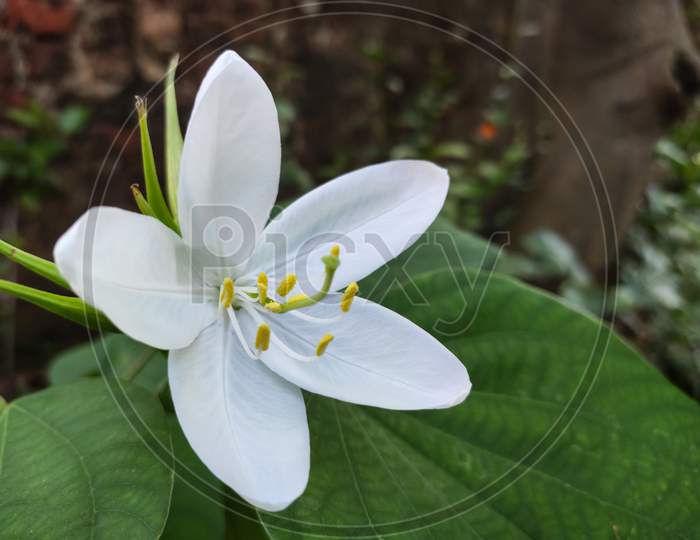 Selective Focus On White Flower In Garden