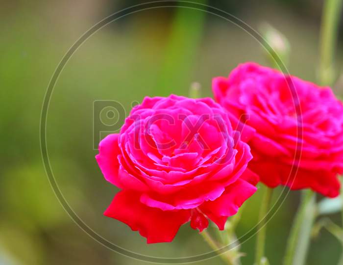 Bright Macro Image Of Young Dark Light Red Rose Flower Blooming On Green Plant
