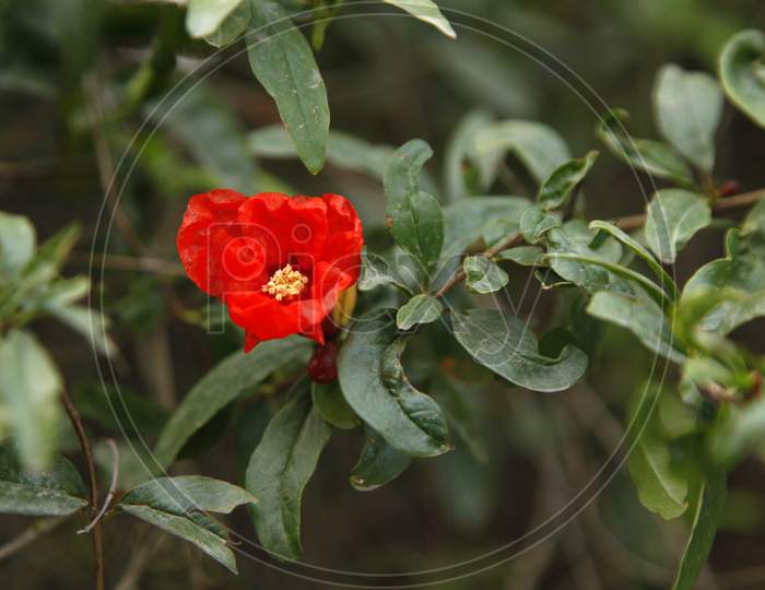 Selective Focus on Red Colour Flower