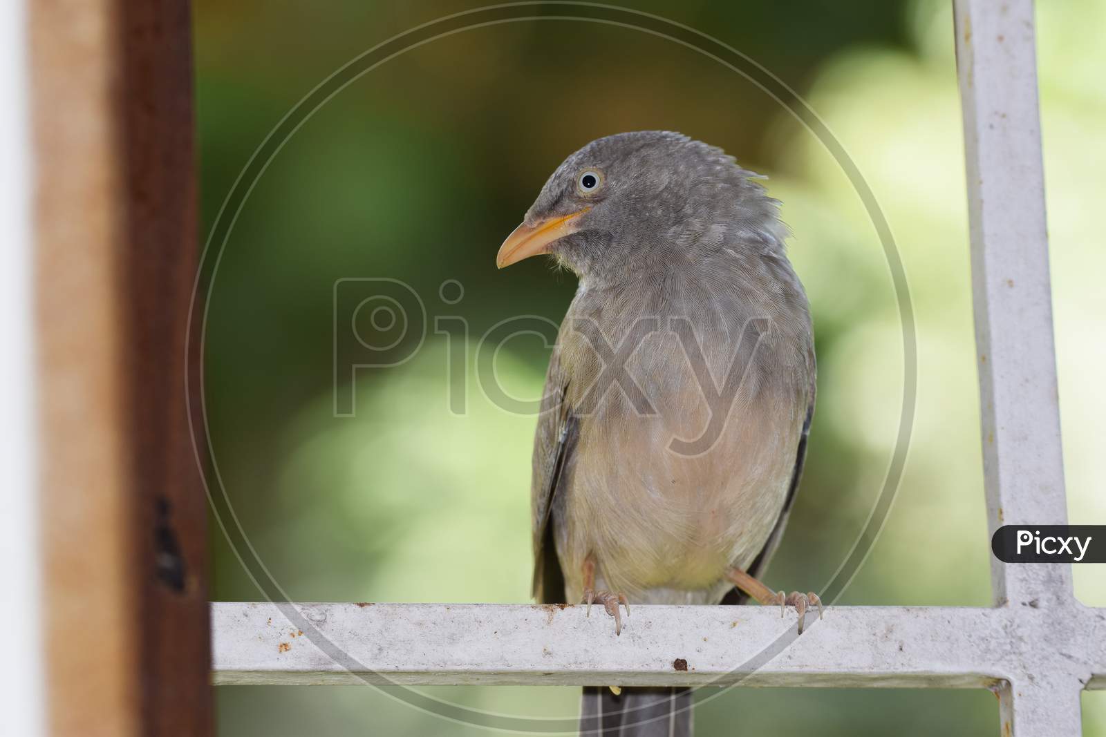 Side View Of Jungle Babbler Bird, Turdoides Striata Also Known As Seven Sisters Perching On Window Grill With Blurred Background. Bird From Ahmedabad, Gujarat In India.