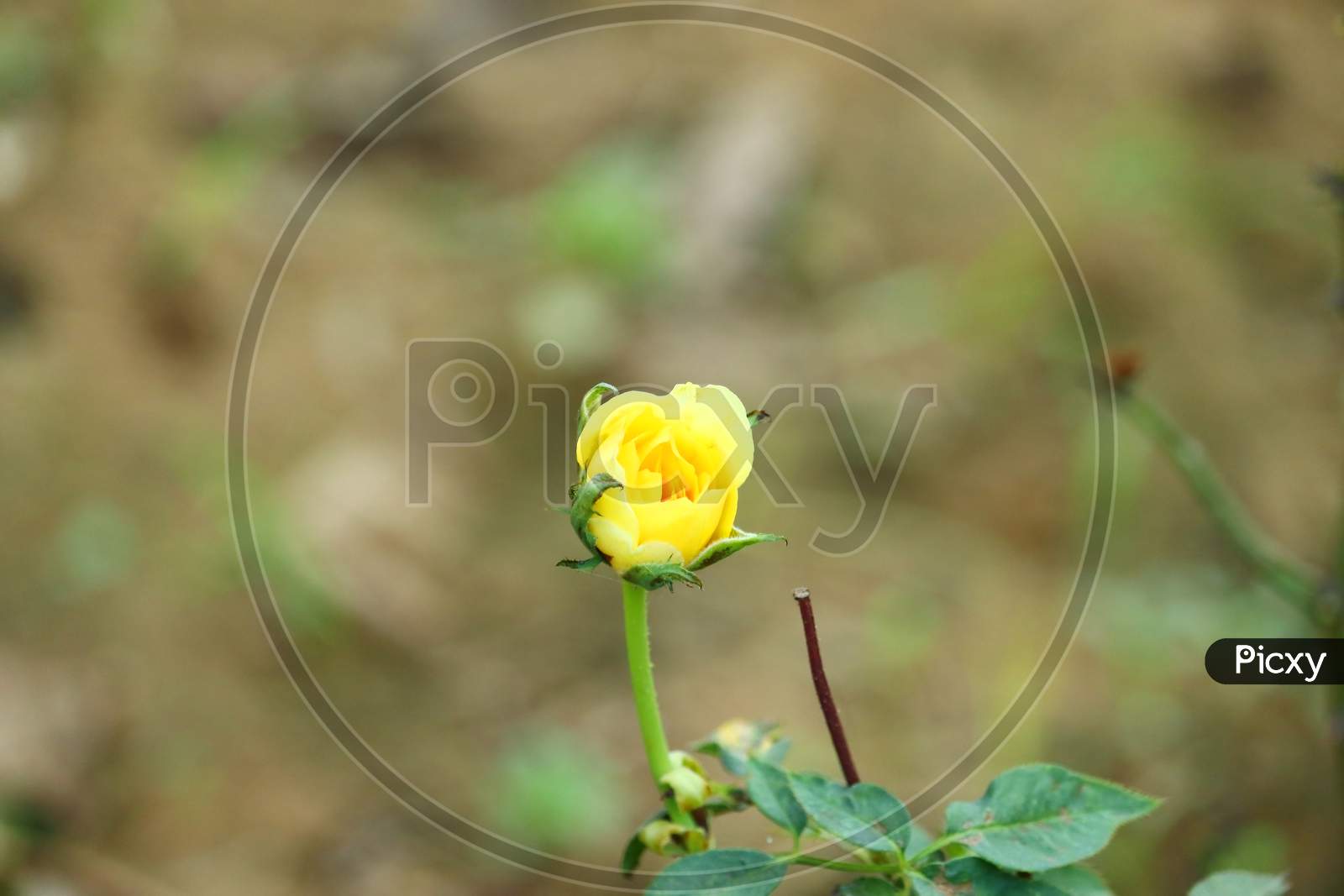 Bright Dark Yellow Flower With Orange Petals Rose And Green Leaf On The Plant