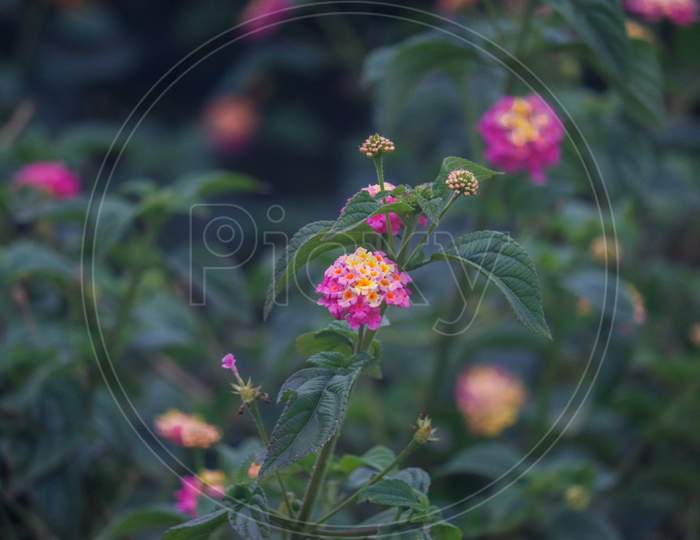 Pink plant in the garden. Background blur