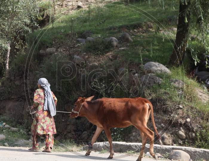 Women walking with A Cow
