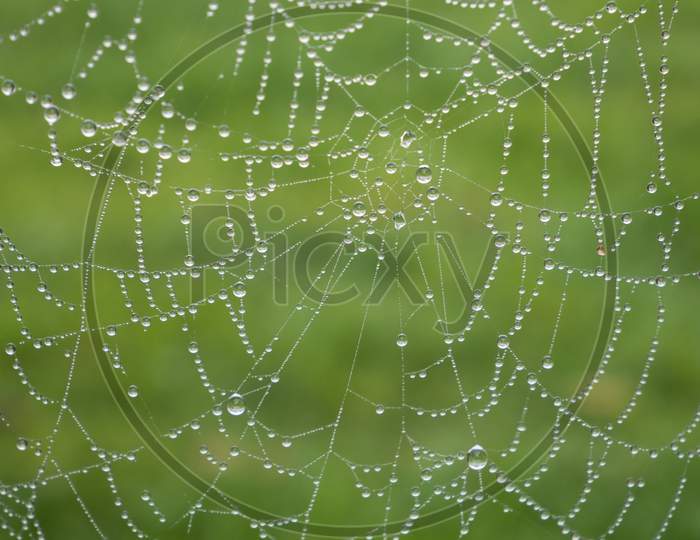 Rain Drops On The Spider Web