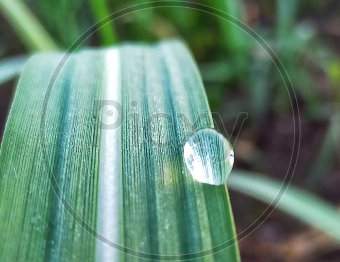 Dew drops on green leaf