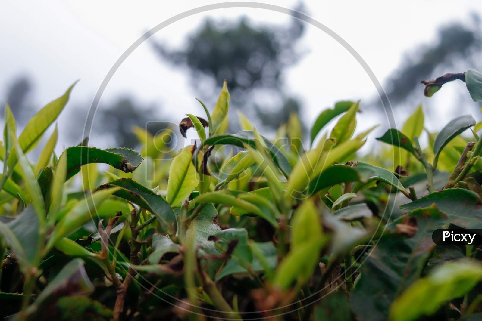 Tea plant in the field background blur