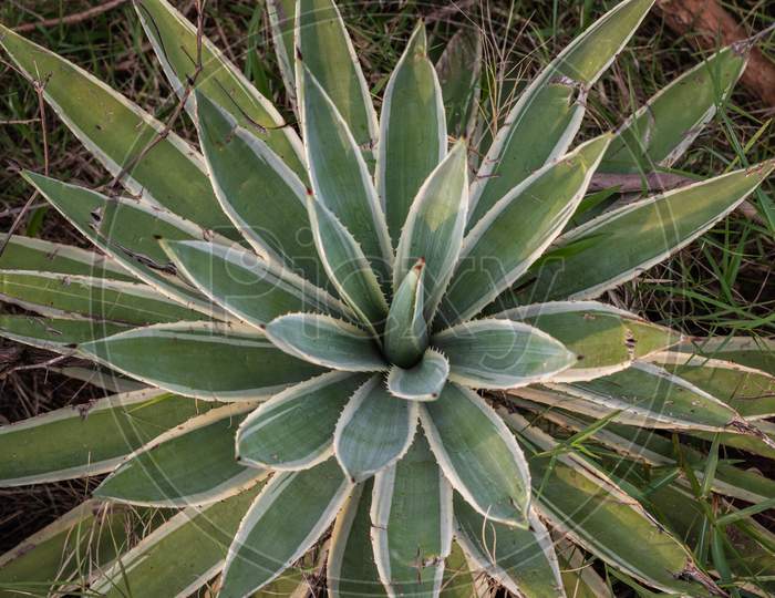 Agave Tequilana Commonly Called Blue Agave Or Tequila Agave Plant