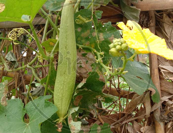 a beautiful image of luffa vegetable from an organic farm.
