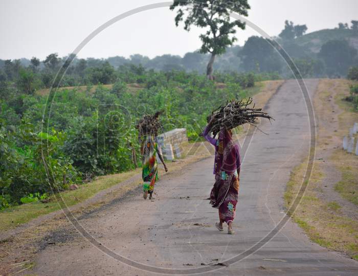 indian women carrying wood branches on their heads. Indian girl carrying wood on head at the road, An Indian rural scene.