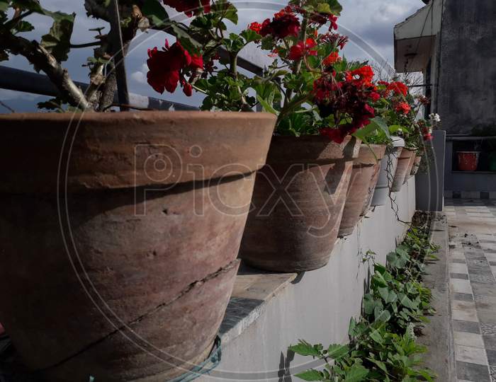 plant pot aligned in terrace garden