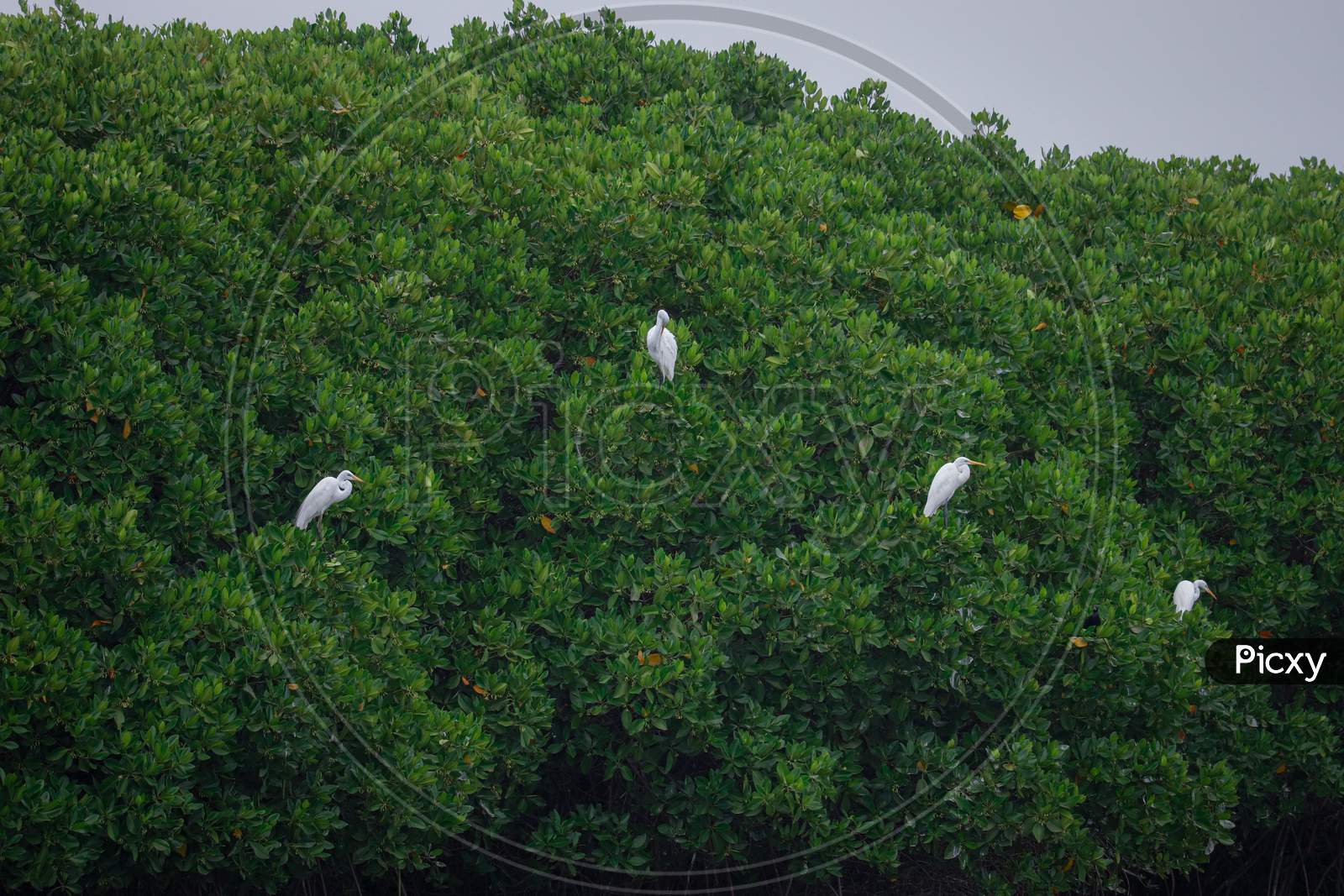 Four white bird on sticky green tree