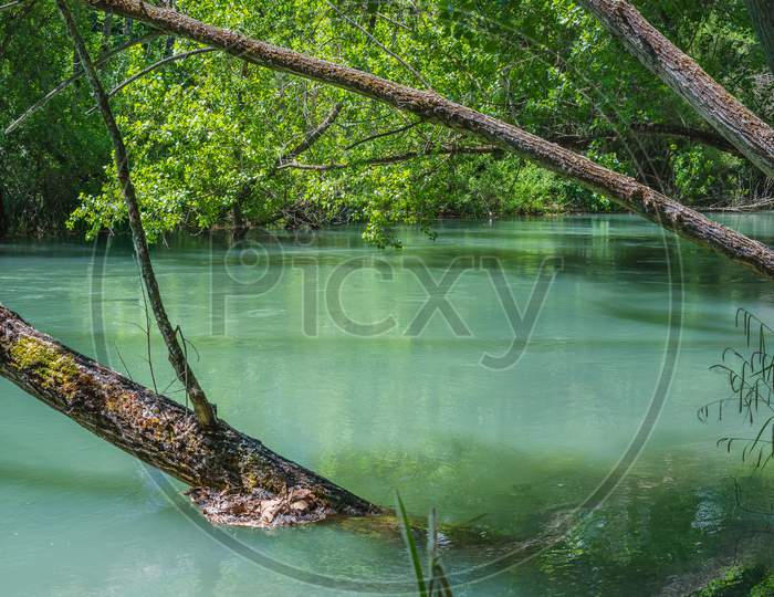 Bank Of Guadalquivir River With Trees And Branches On The Water