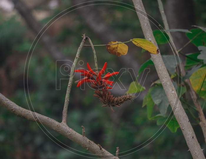 Red flower in Botanical Field. Background blur, located in Tamilnadu