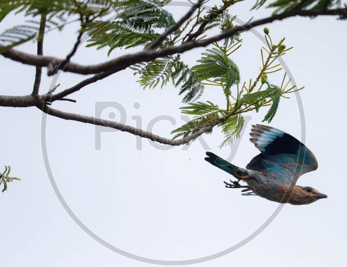 Perching Bird taking off from branch, blue feathered bird on air with the aerodynamic postures