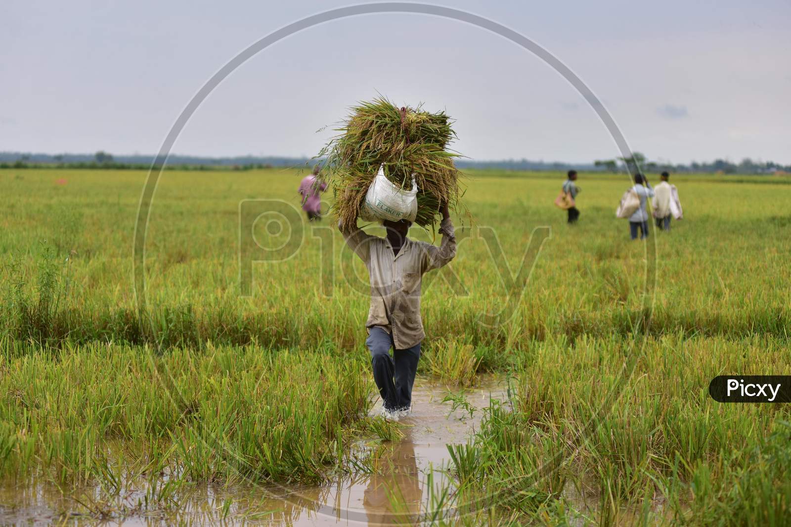 Farmer Carrying Bunches Of Paddy Over Head As Cyclone Amphan Hit Magurmari Near Kampur in Nagaon, Assam,India May 22,2020