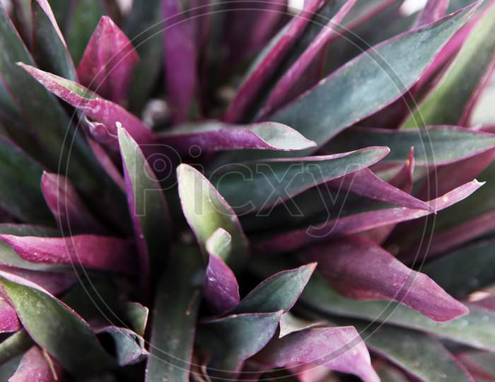 Close up shot leaves of a Plant