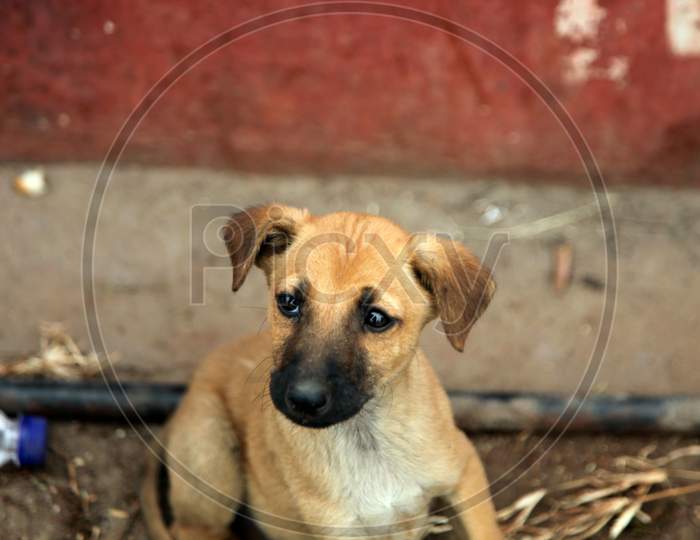 Portrait of Street Puppy Dog