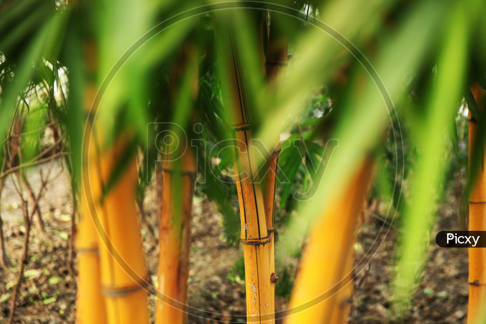 Close up shot of bamboo tree