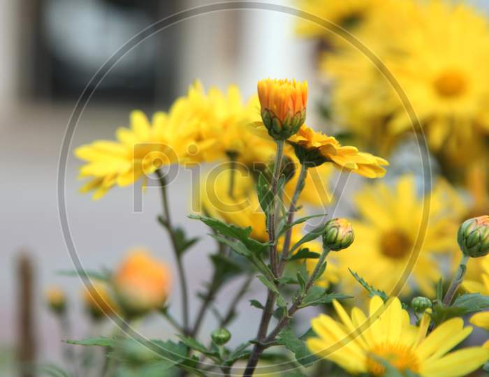 Selective Focus on chrysanthemum Indicum Flowers