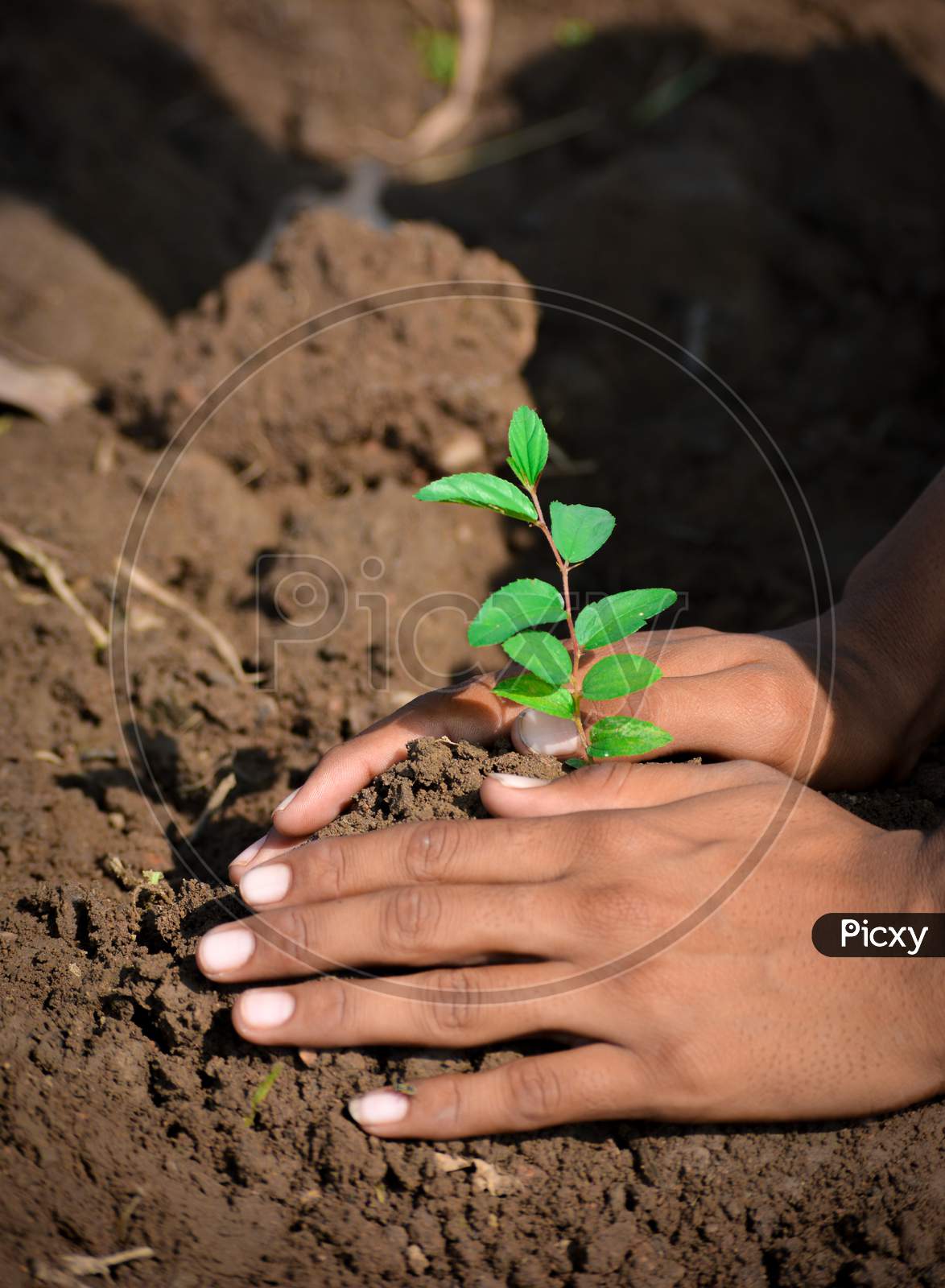 Farmer hand planting young tree on black soil as care and save world concept