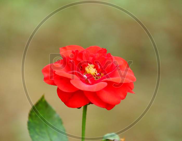 Bright Red Rose Head With Orange Nectar And Dark Red Petals Flower