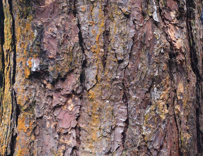 Close Up View Of Tree Bark
