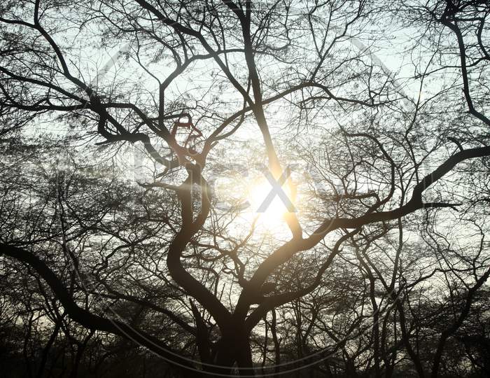 Sunshine through a Tree