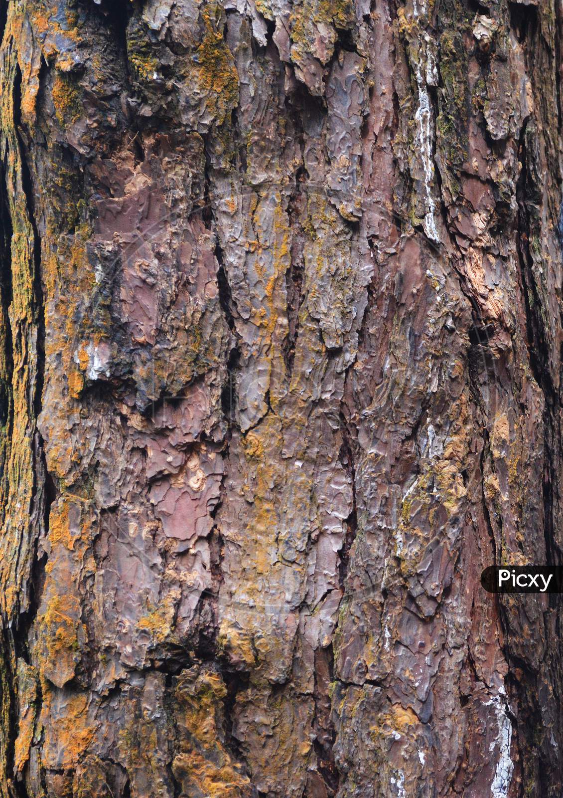 Close Up View Of Tree Bark